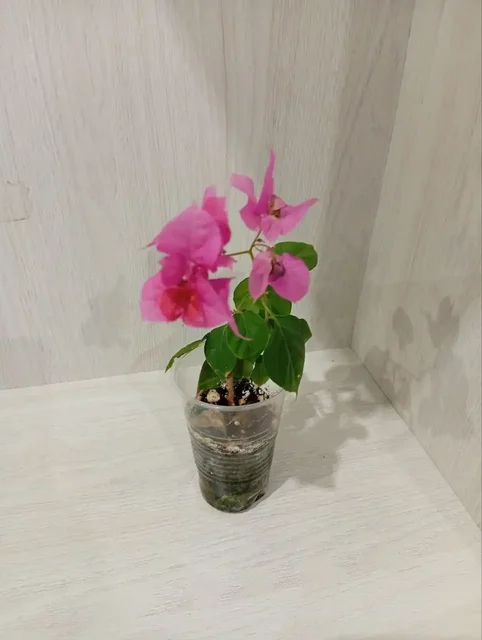 Продам молоденький кустик махровой бугенвиллии - Комнатные растения в Оренбург