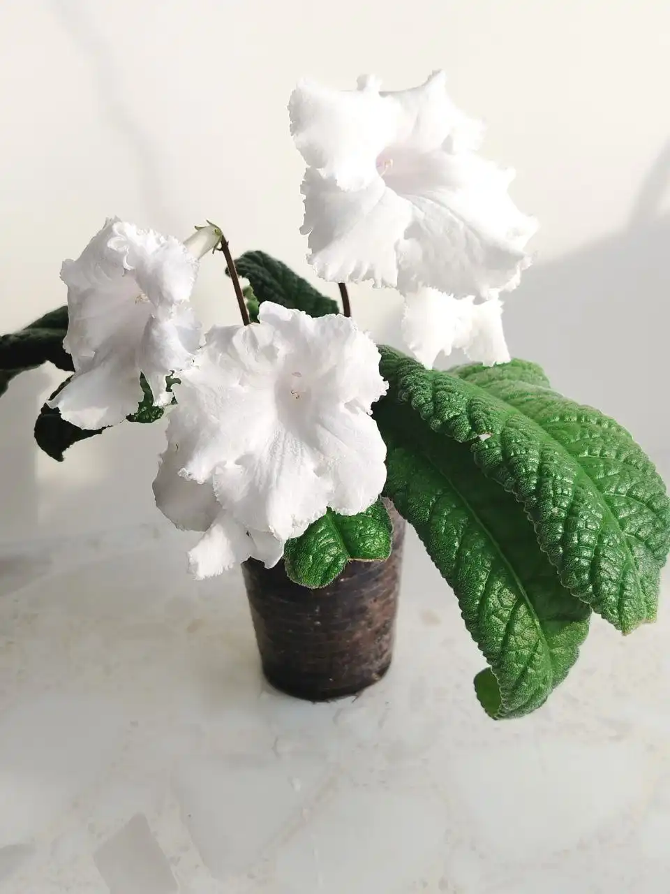 Стрептокарпус Angelina Jolie