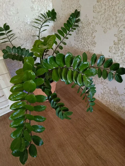 Комнатные цветы в Оренбурге - Комнатные растения в Оренбург