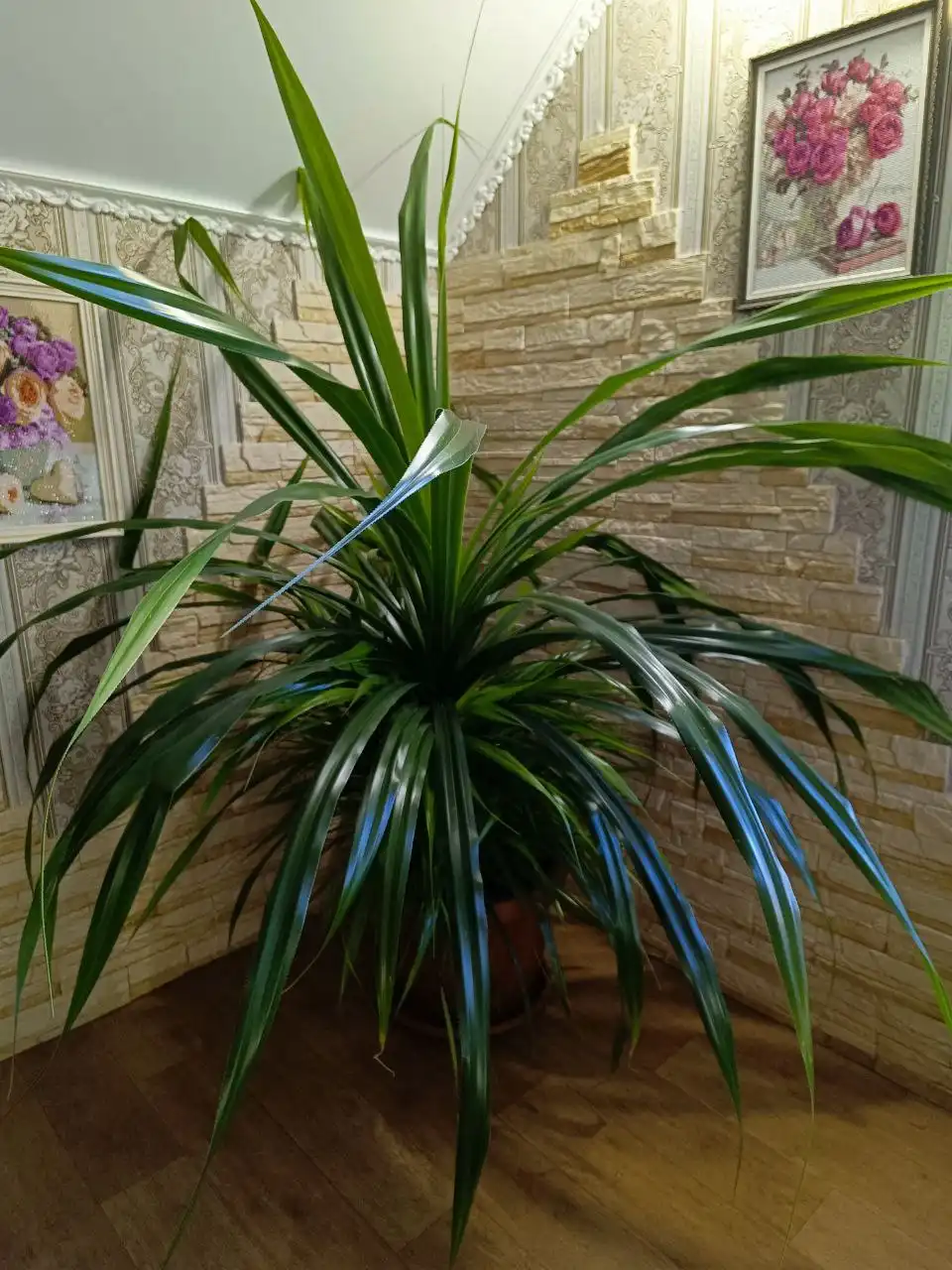 Комнатные цветы в Оренбурге - Комнатные растения (Хобби и отдых) в Оренбург