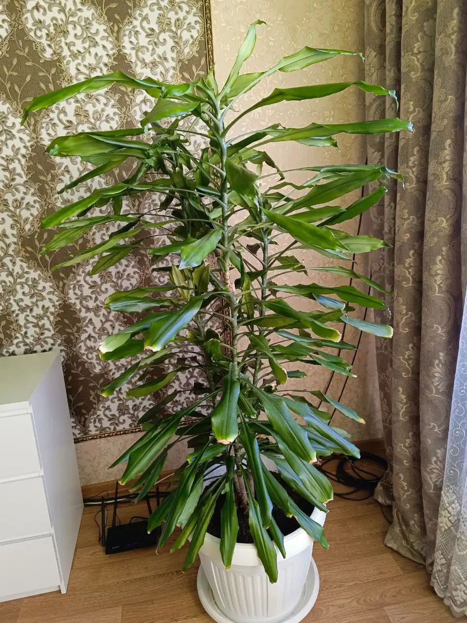 Комнатные цветы в Оренбурге - Комнатные растения (Хобби и отдых) в Оренбург