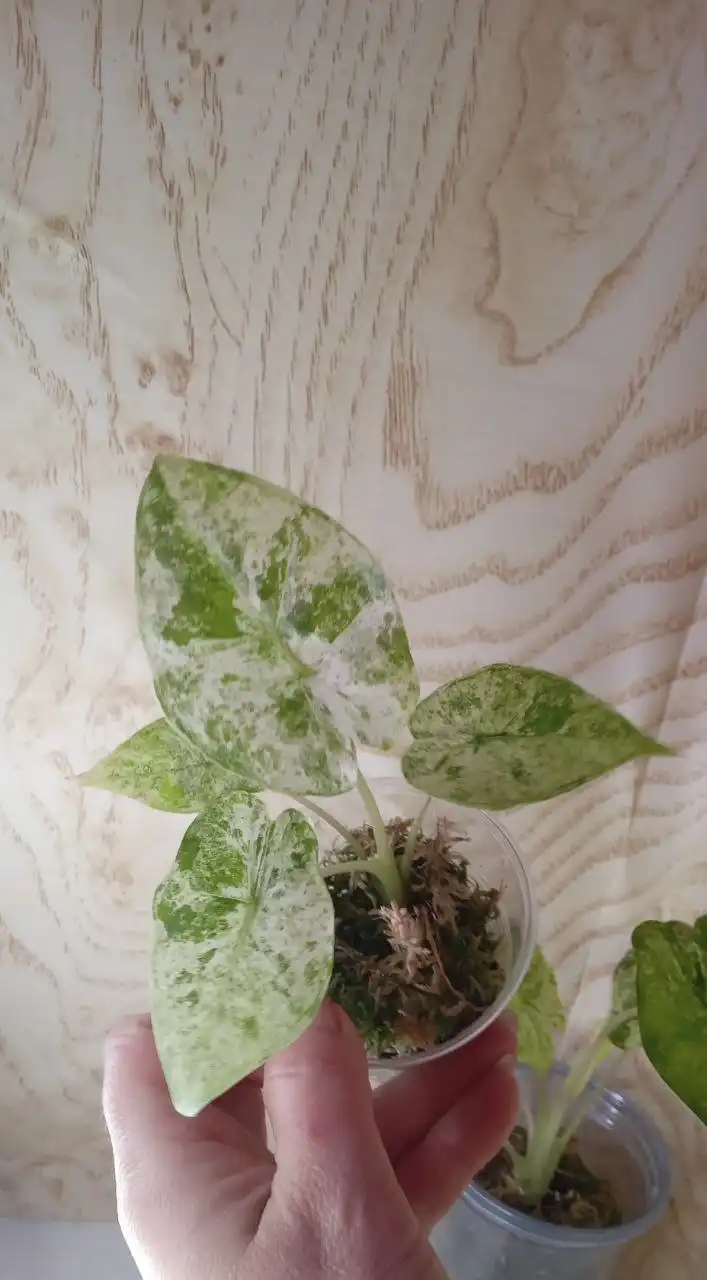 Продажа комнатных растений Алоказии - Комнатные растения (Хобби и отдых) в Оренбург