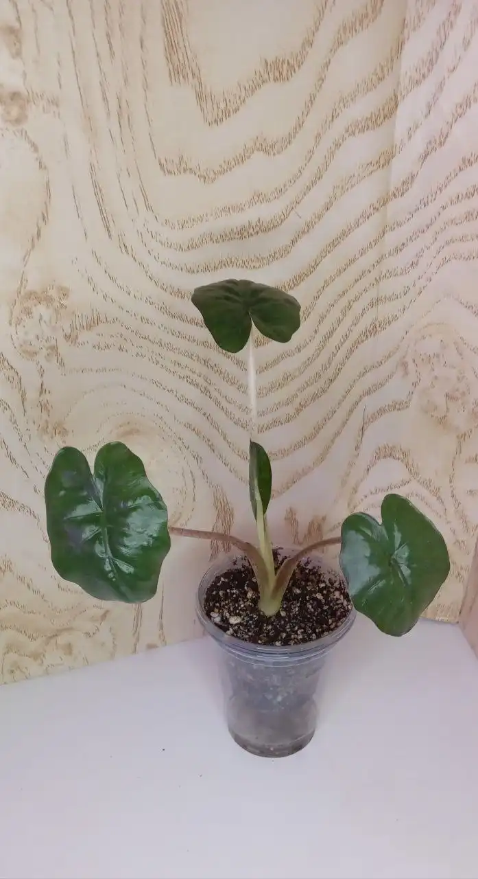 Продажа комнатных растений Алоказии - Комнатные растения (Хобби и отдых) в Оренбург