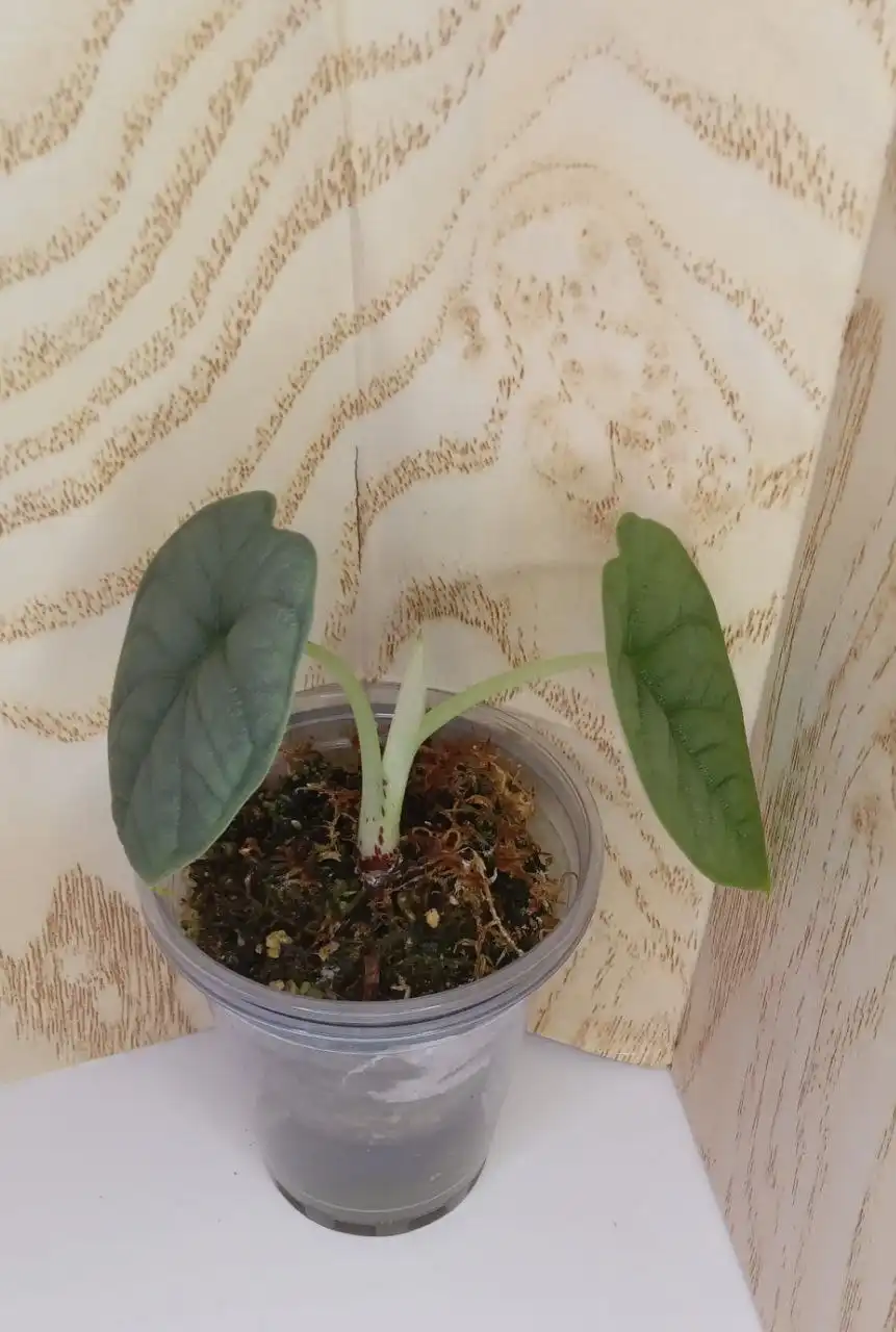 Продажа комнатных растений Алоказии - Комнатные растения (Хобби и отдых) в Оренбург