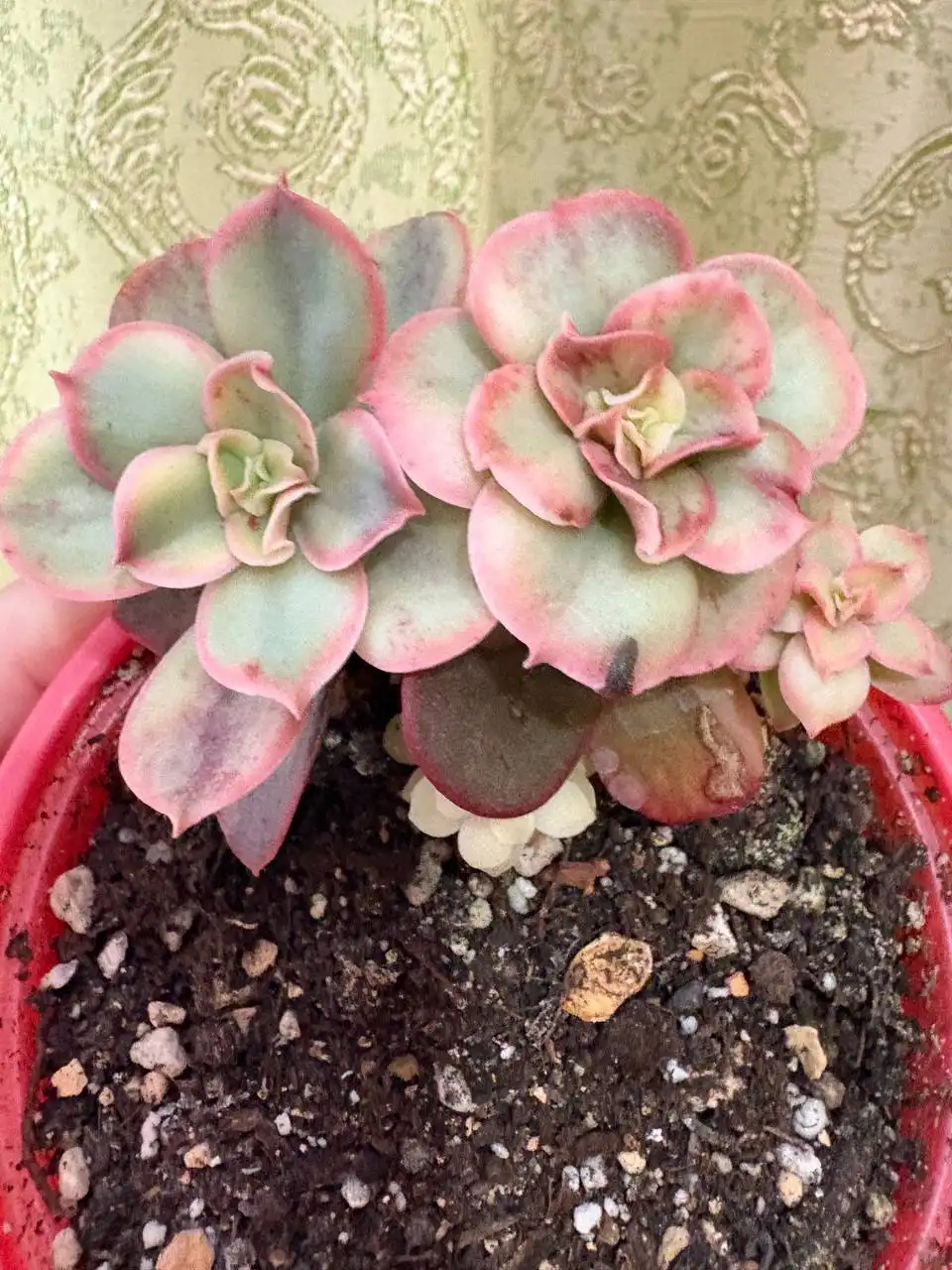 Продажа эхиверии в Оренбурге - Комнатные растения (Хобби и отдых) в Оренбург