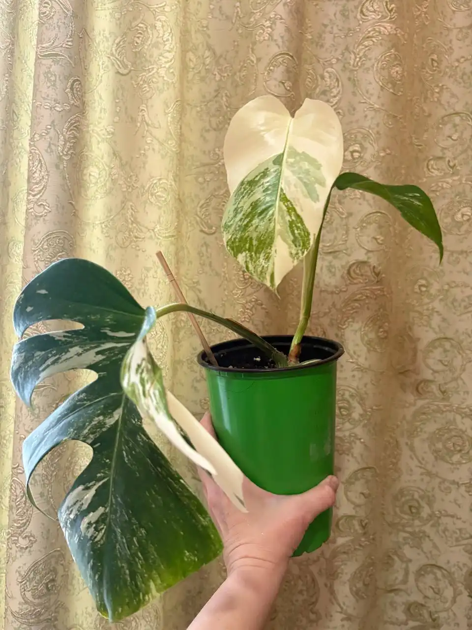 Монстера Альба - Комнатные растения (Хобби и отдых) в Оренбург
