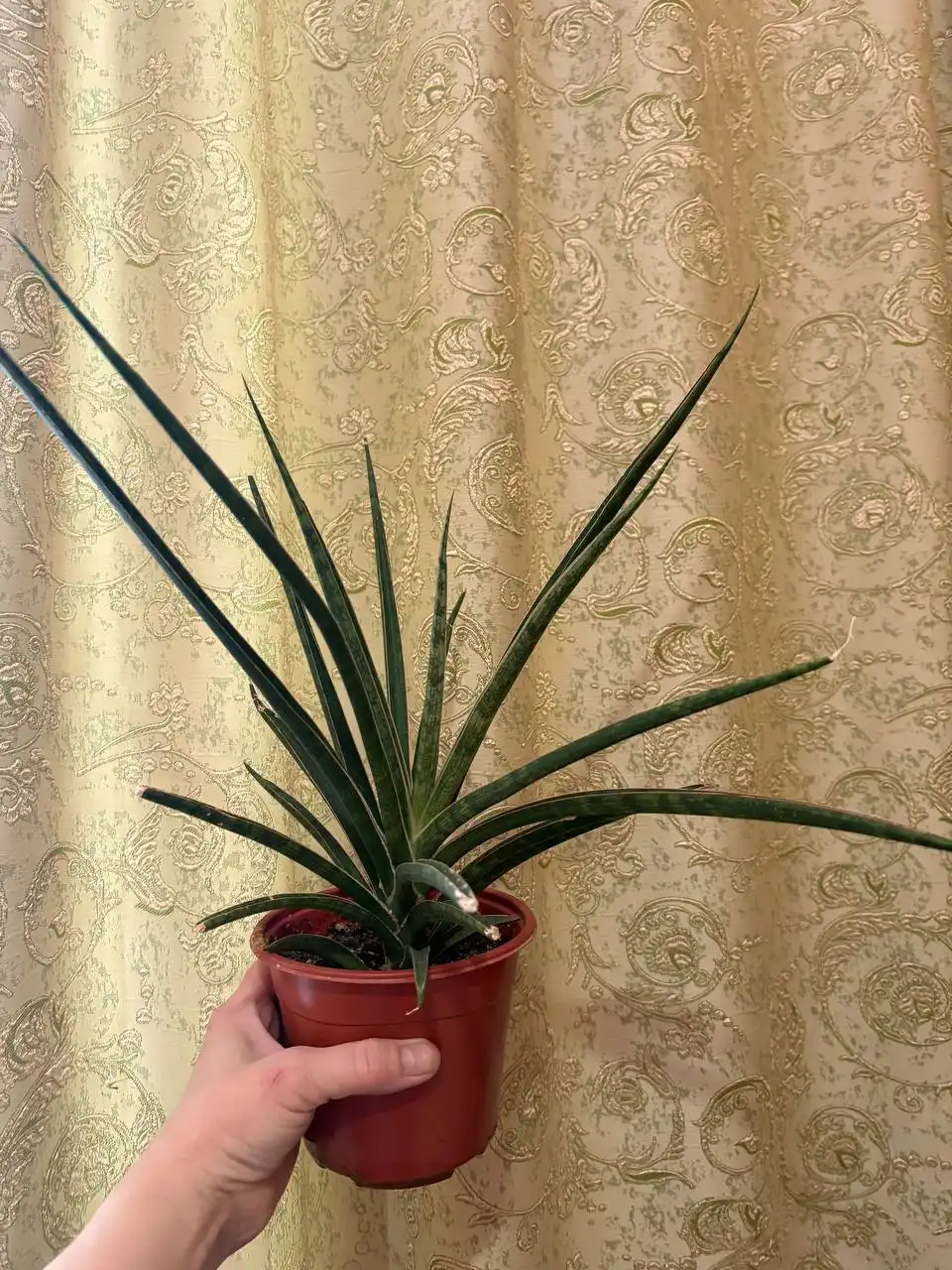 Сансевиерия Микадо - Комнатные растения (Хобби и отдых) в Оренбург