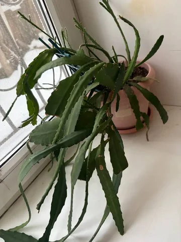 Эпифиллум взрослый - Комнатные растения в Оренбург