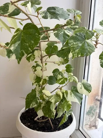 Гибискус взрослый - Растения в Оренбург