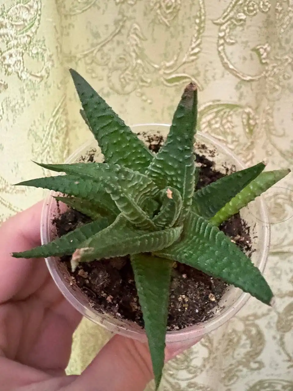 Продажа хавортии в Оренбурге - Комнатные растения (Хобби и отдых) в Оренбург