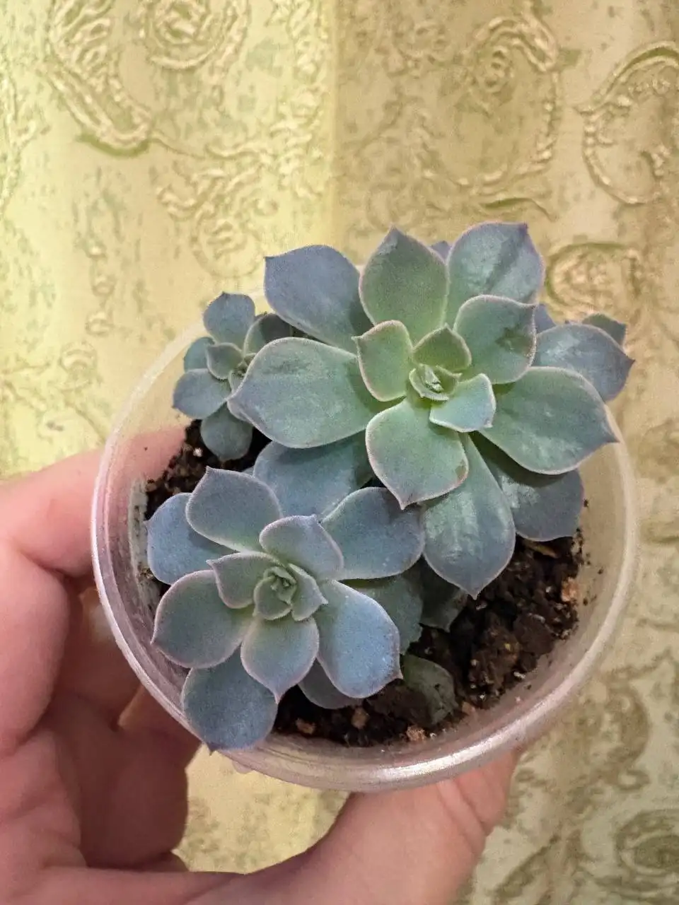 Продажа эхеверий в Оренбурге - Комнатные растения (Хобби и отдых) в Оренбург