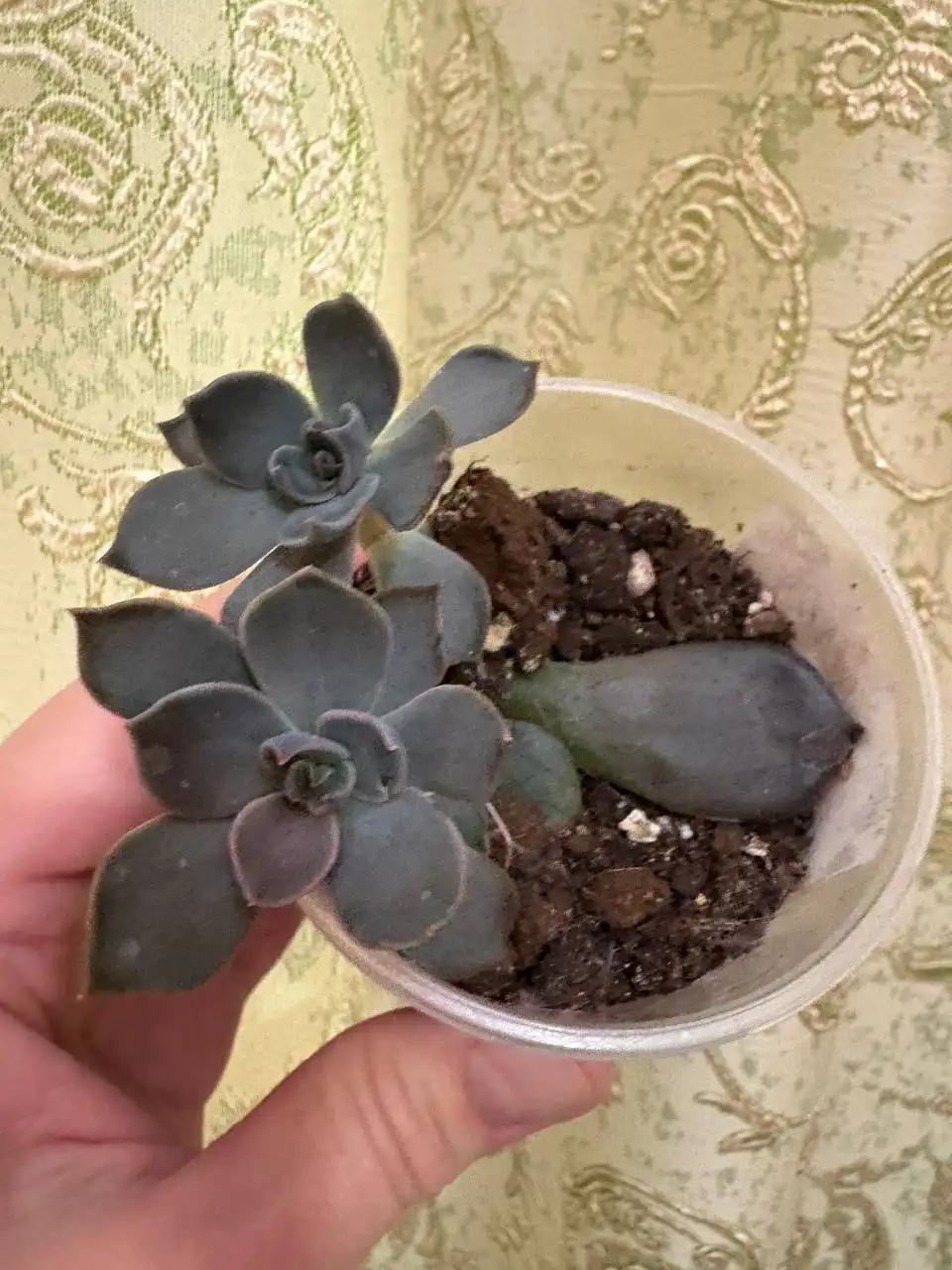 Продажа эхиверий в Оренбурге - Комнатные растения (Хобби и отдых) в Оренбург