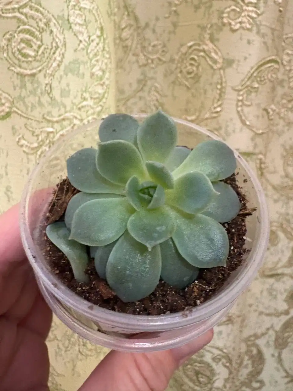 Эхиверия комнатное растение - Комнатные растения (Хобби и отдых) в Оренбург