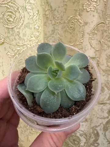 Эхиверия комнатное растение - Комнатные растения в Оренбург