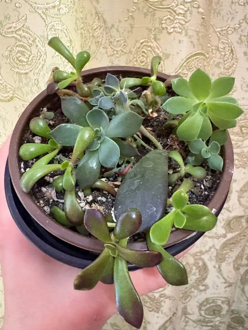 Продажа суккулентов в горшочках - Комнатные растения (Хобби и отдых) в Оренбург
