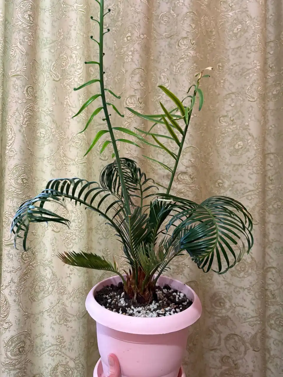 Продажа цикаса в Оренбурге - Комнатные растения (Хобби и отдых) в Оренбург