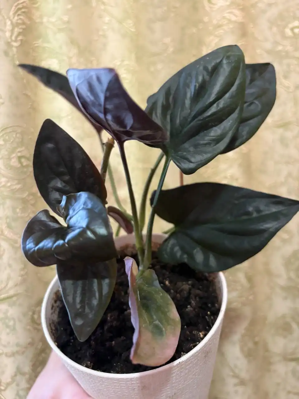 Сингониум Эритрофиллум в Оренбурге