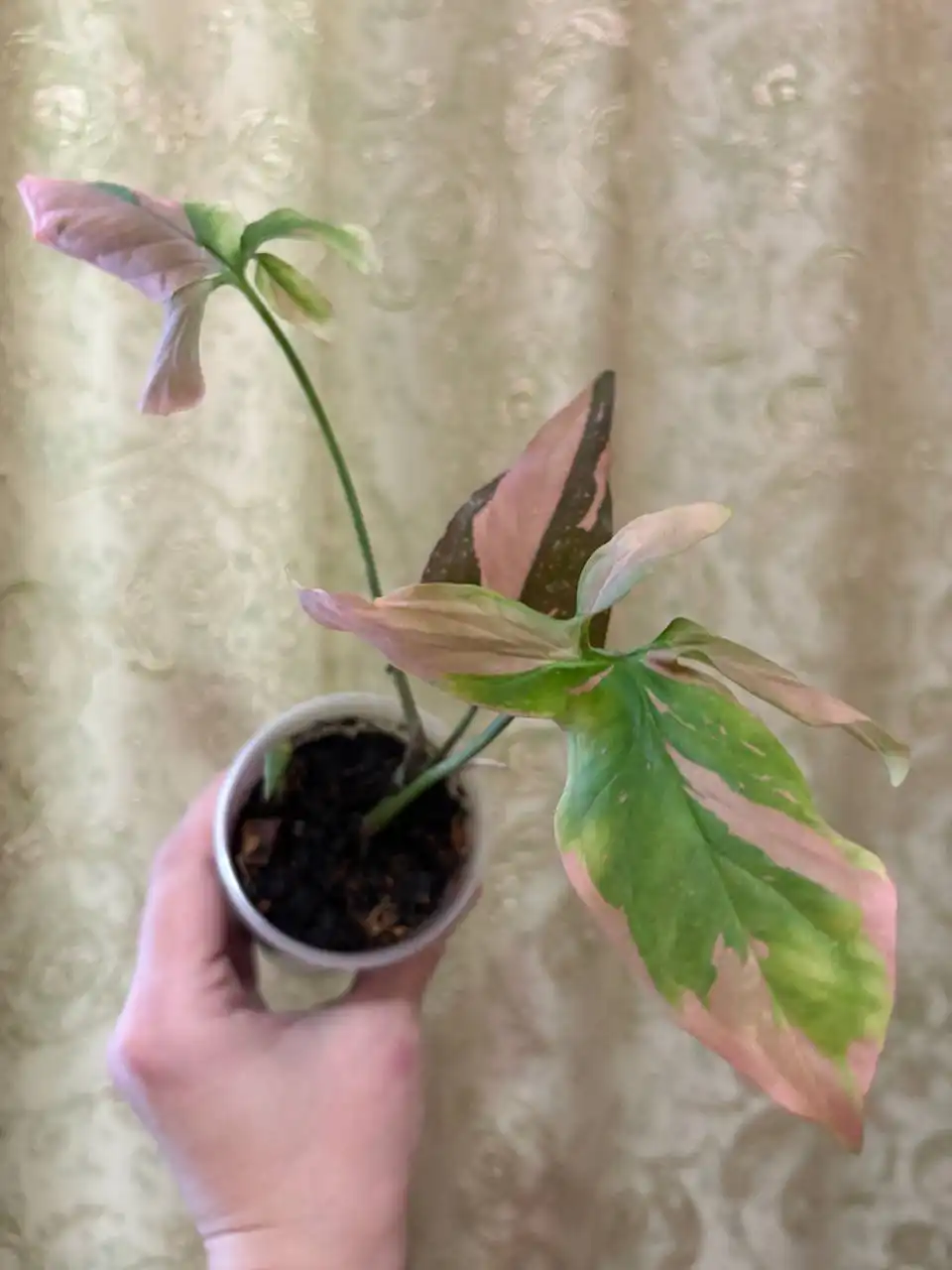 Сингониум комнатное растение - Комнатные растения (Хобби и отдых) в Оренбург