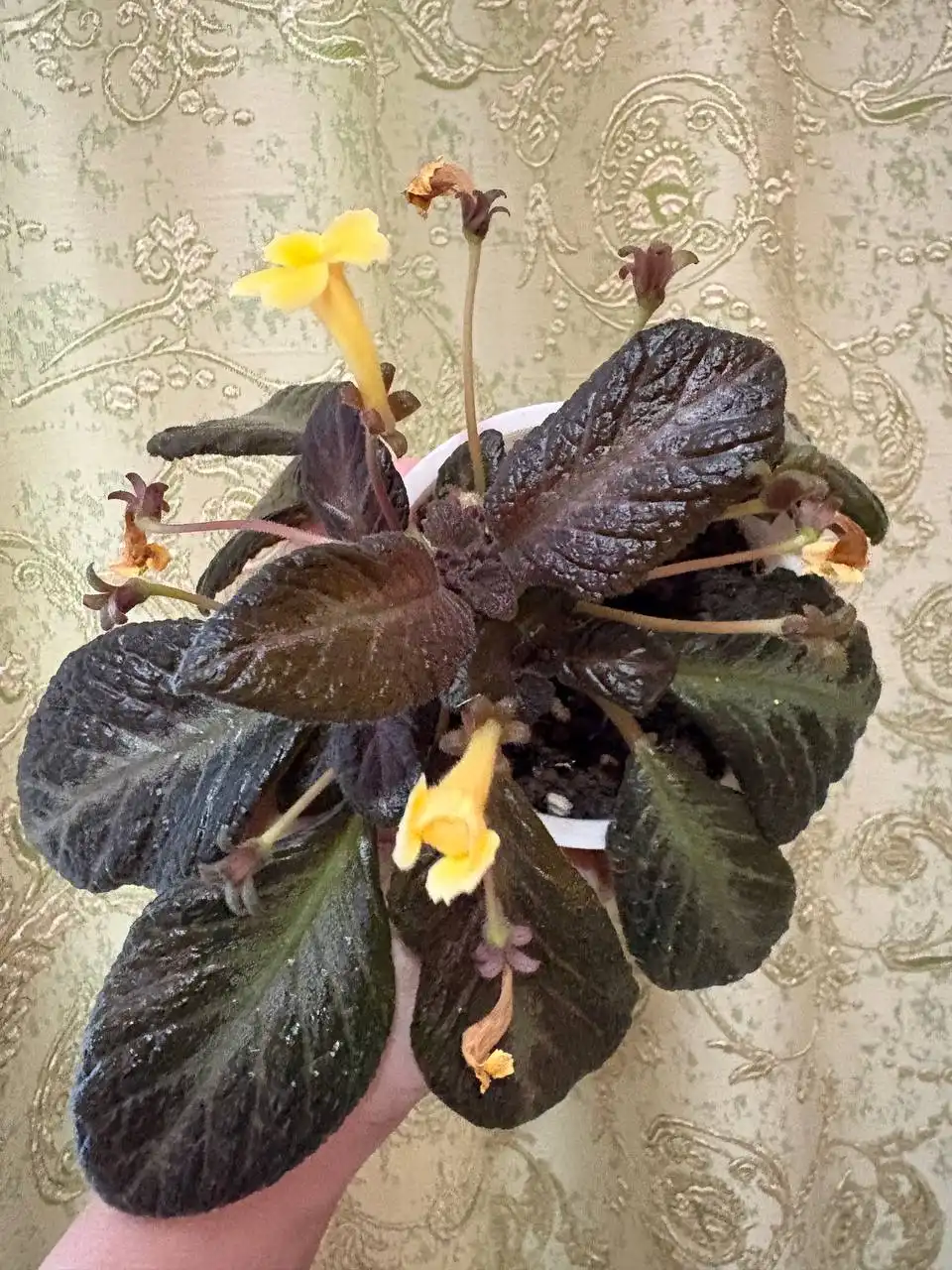 Продажа растения Эписция в Оренбурге