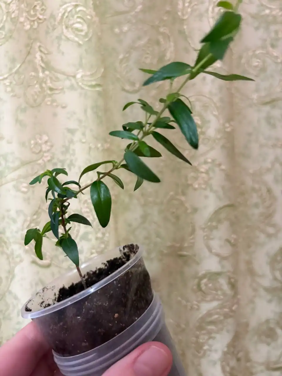 Мирт комнатное растение