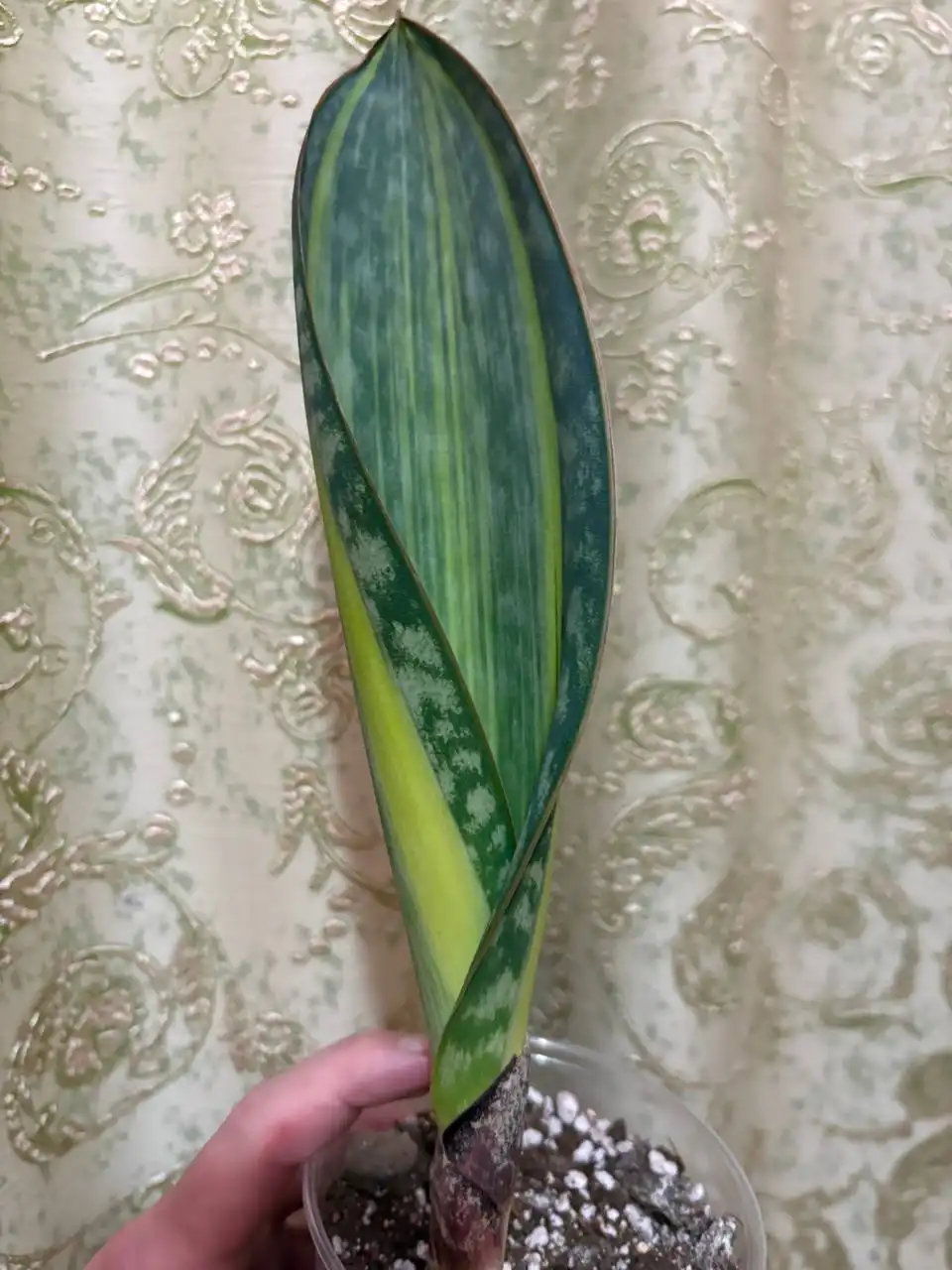 Сансевиерия Массониана вариегатная