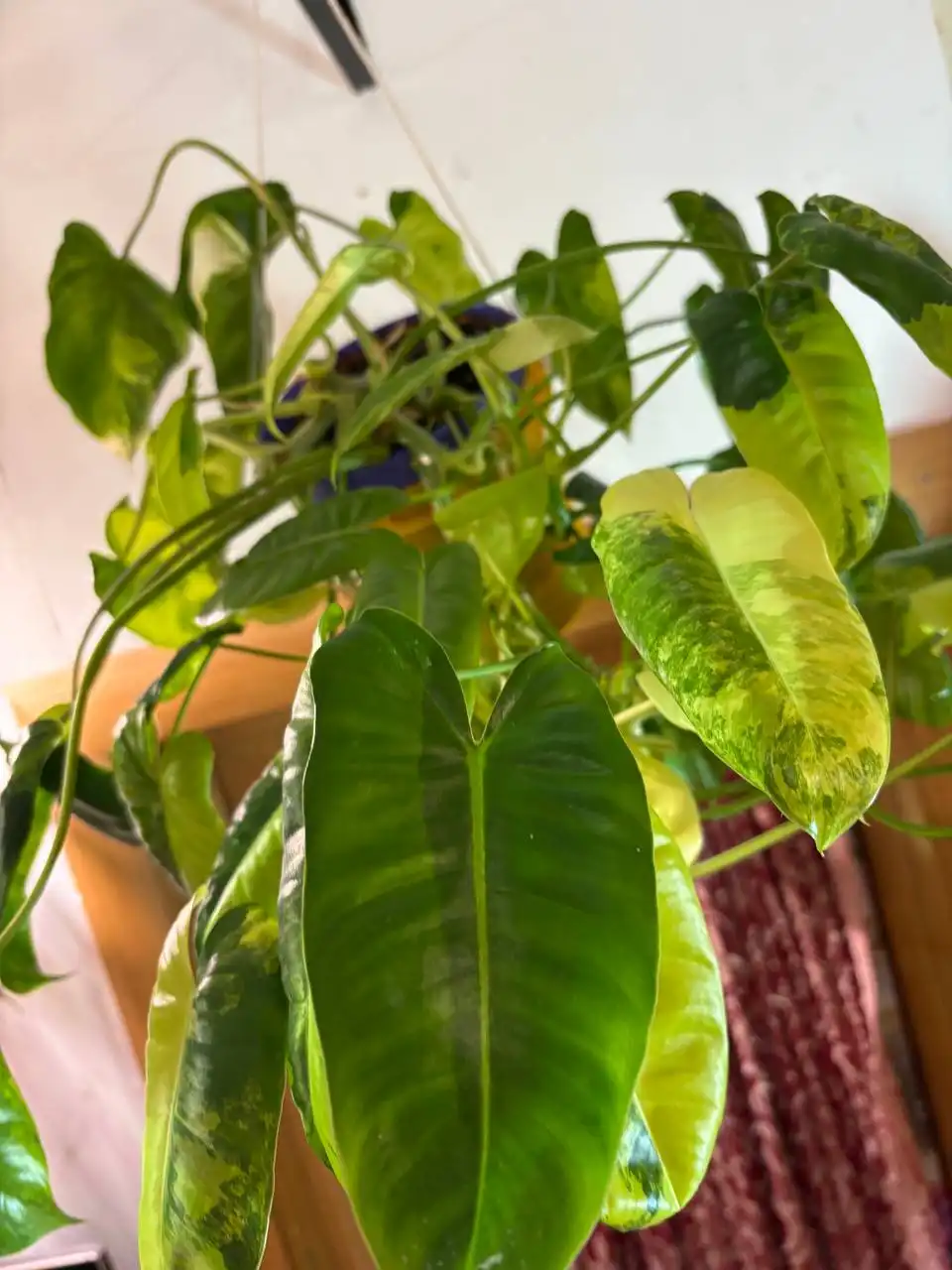 Филодендрон пушистый куст