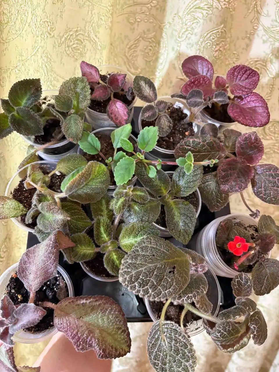 Эписции, набор 12 сортов