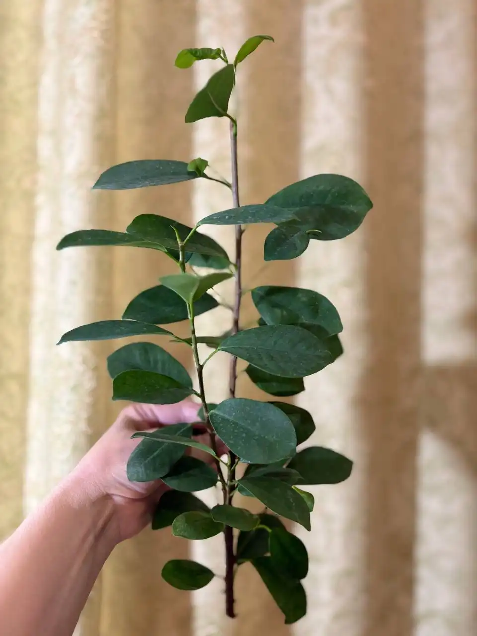 Фикус Макломе в Оренбурге