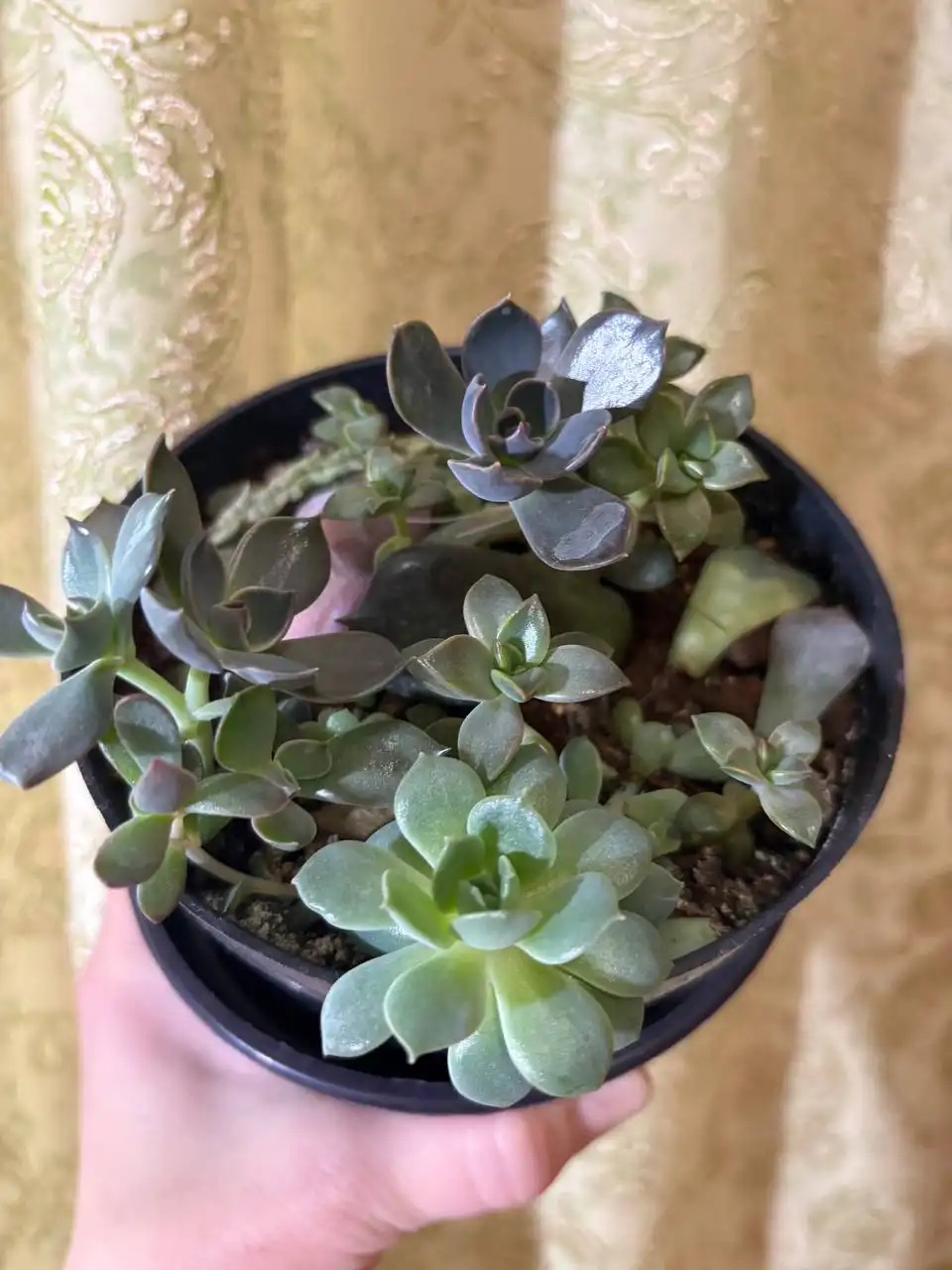 Суккуленты в горшках