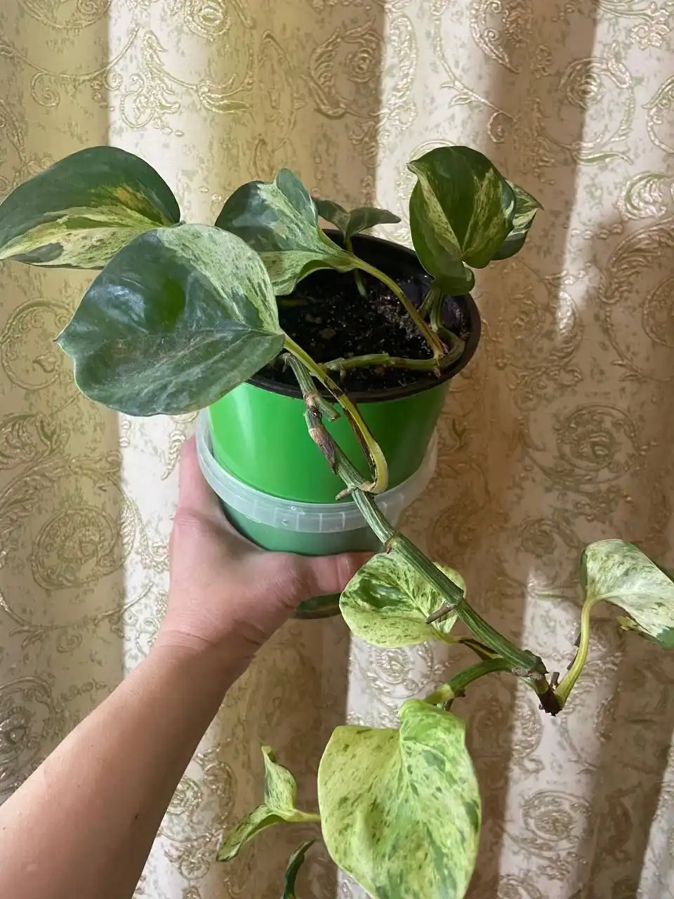 Сциндапсус Мраморное Яблоко