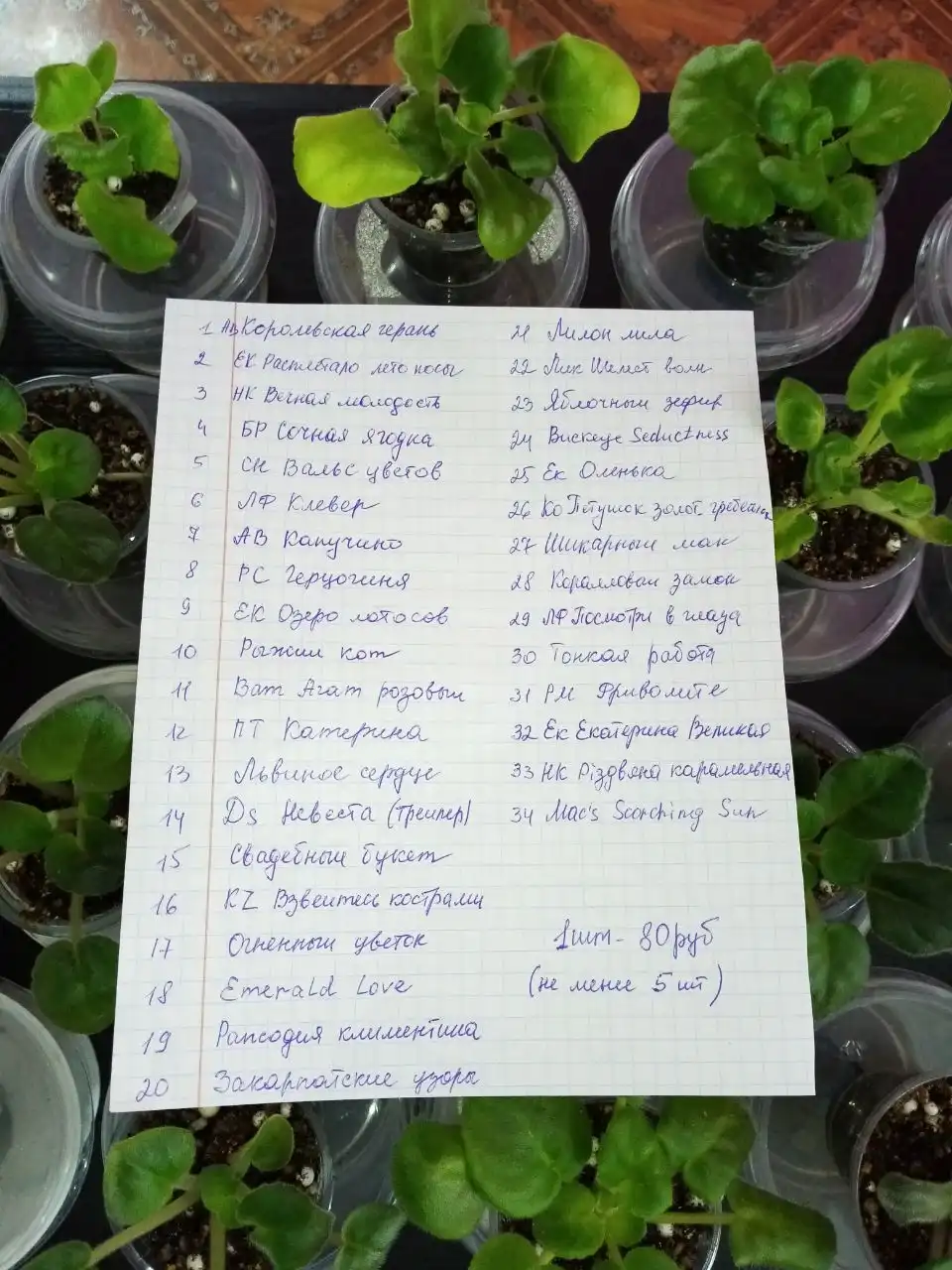 Продажа деток фиалок в Оренбурге