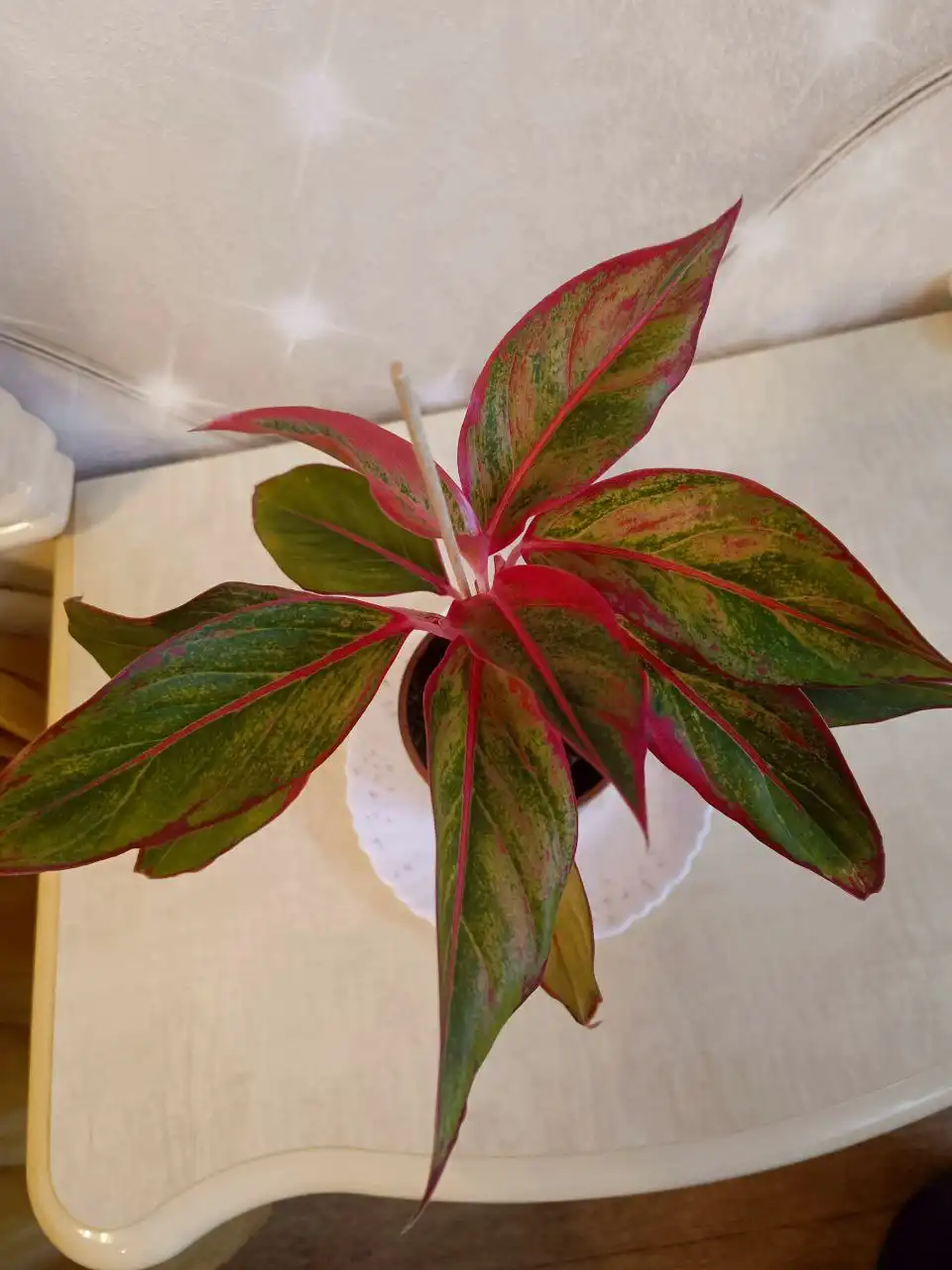 Продажа аглаонемы крит в Оренбурге
