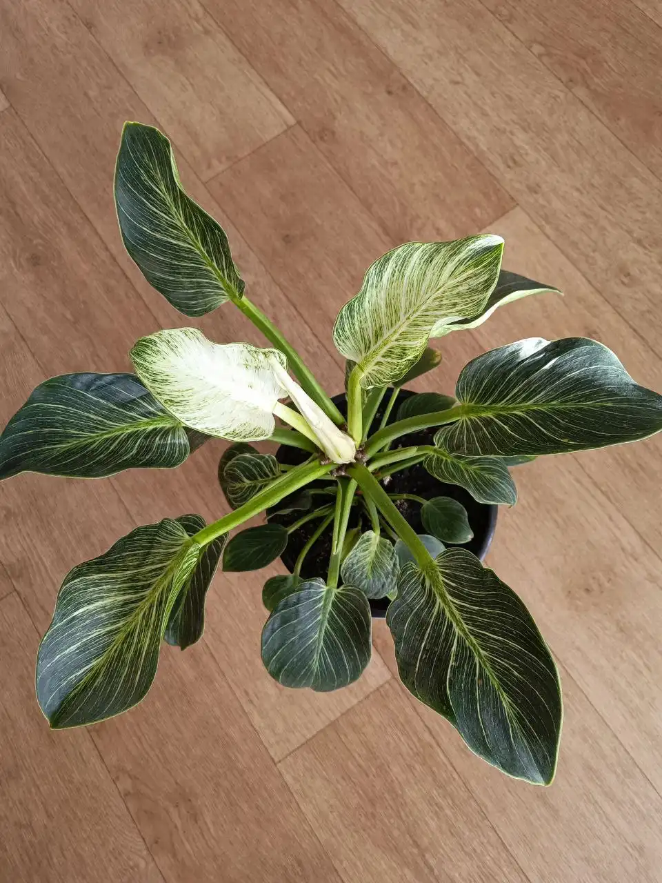 Филодендрон Биркин