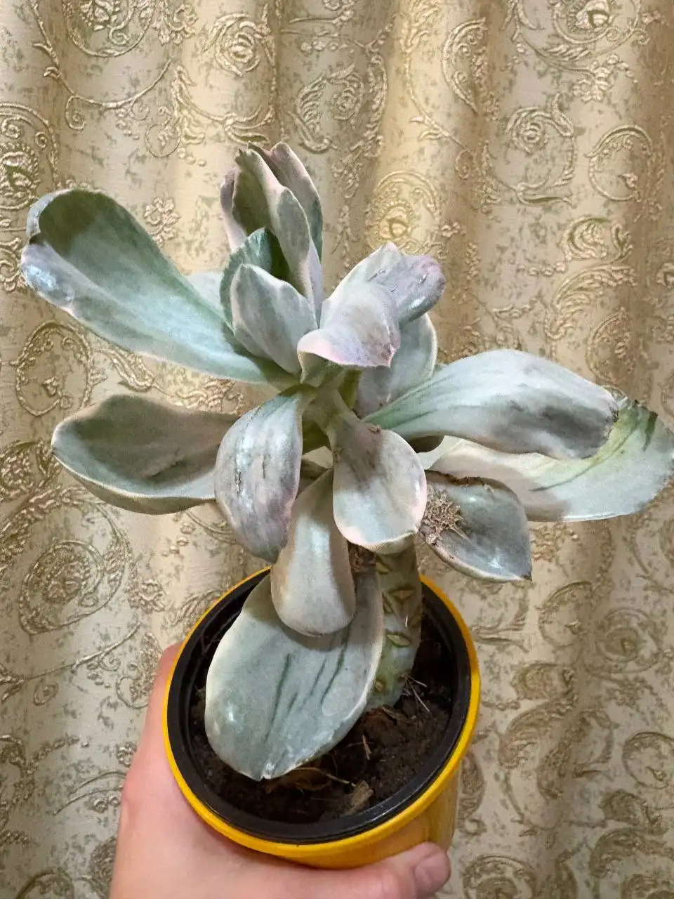 Эхиверия Декора вар