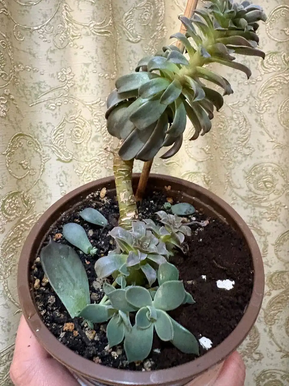 Эхиверия Фонтан