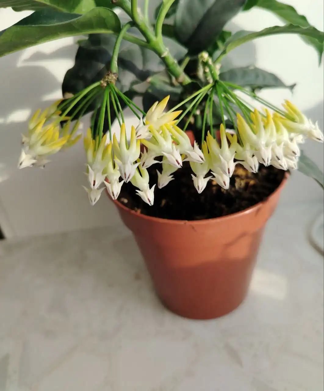 Хойя многоцветковая (Hoya multiflora) - зацветаем