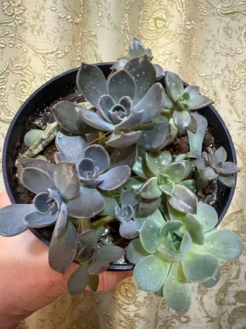 Продажа эхиверий в горшочках