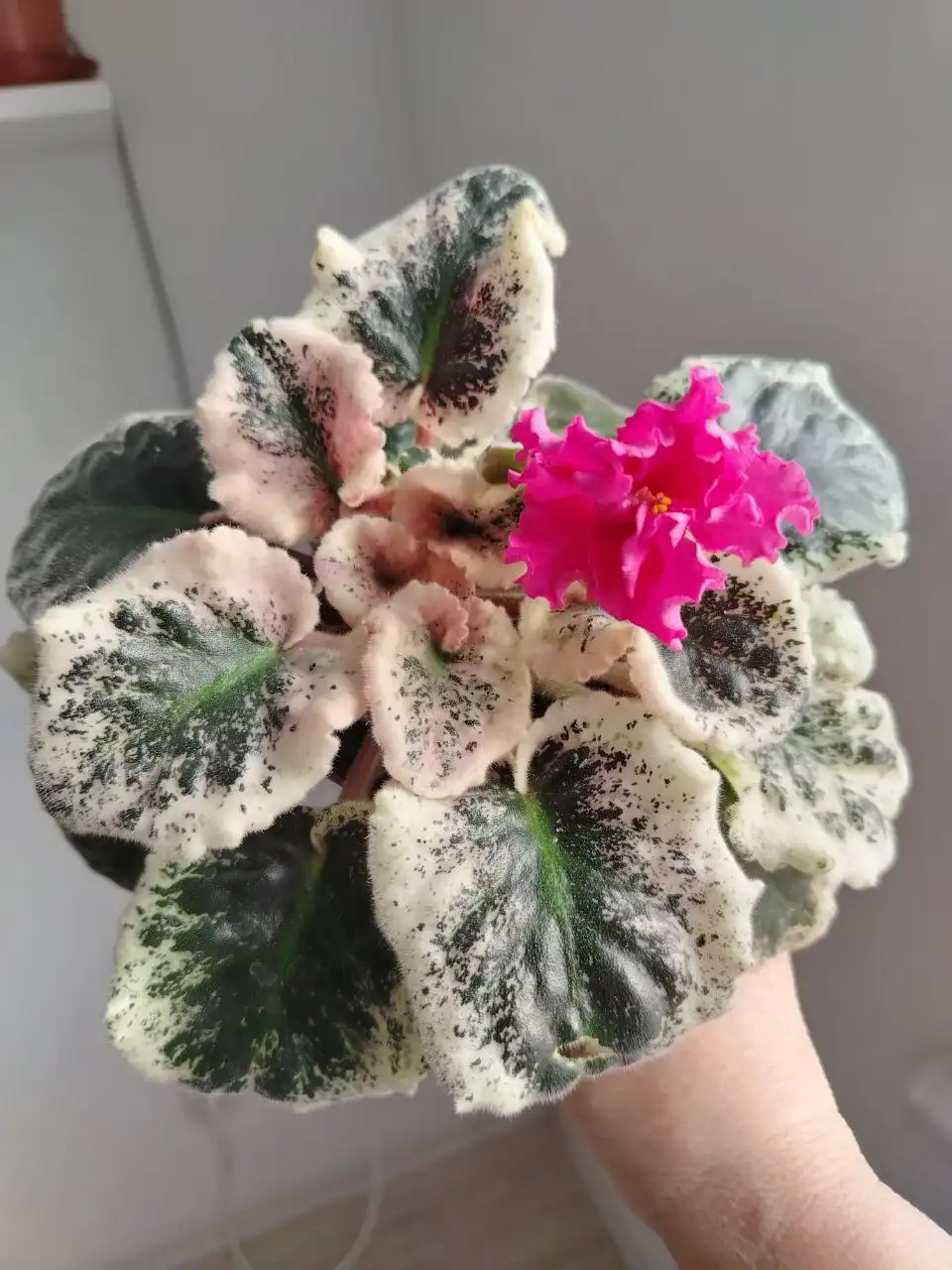 Фиалка ЕК-Влюблённая Принцесса