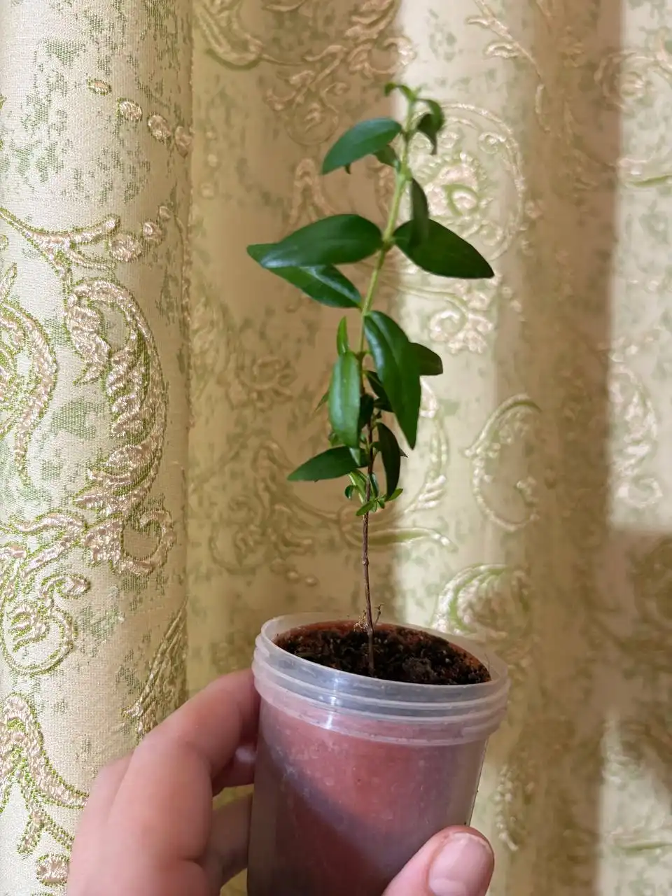 Продажа комнатного растения Мирт в Оренбурге