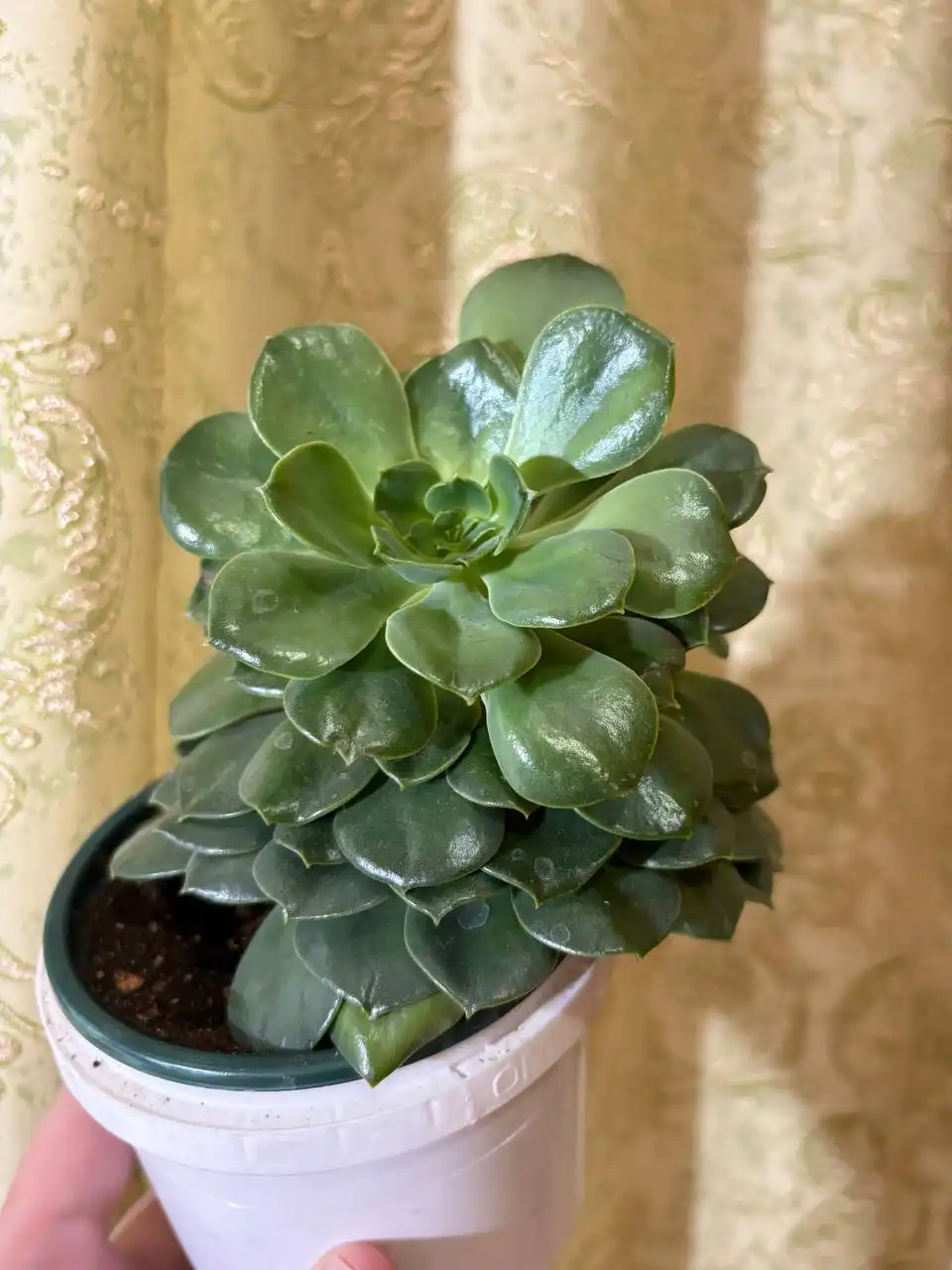 Эхиверия Нобле