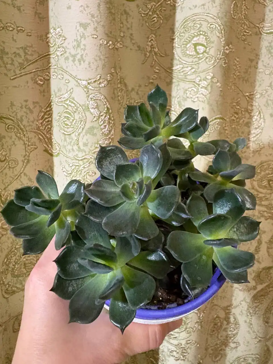 Эхиверия куст