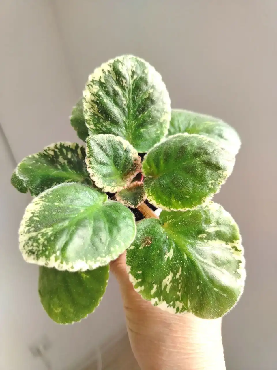 Колокольчики для Тани Ростошинские пруды Степной