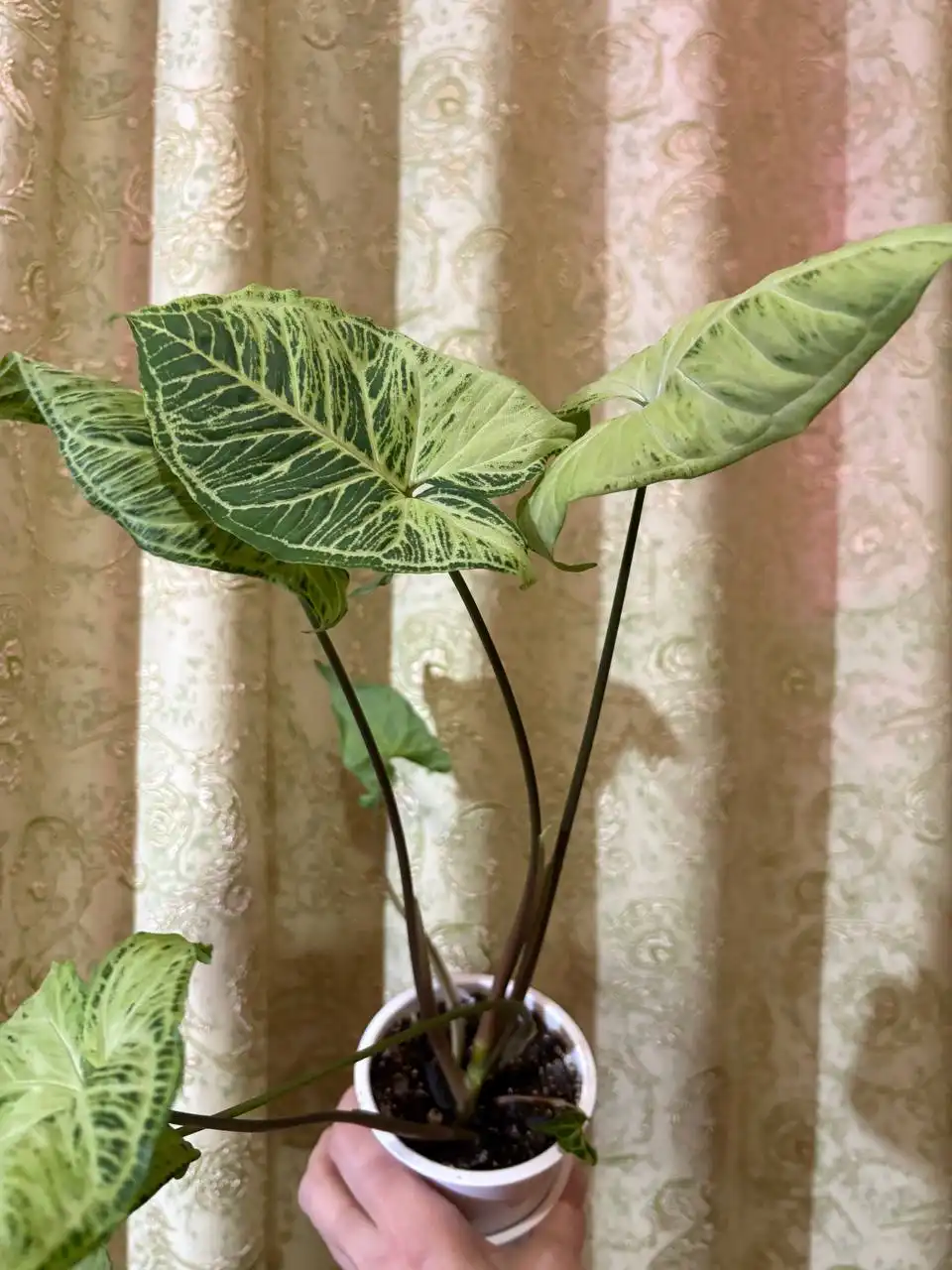 Сингониум комнатное растение