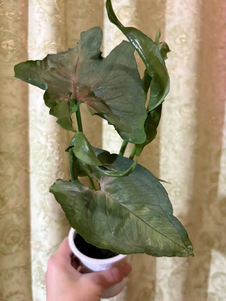 Сингониум Рассаме Нак в Оренбурге