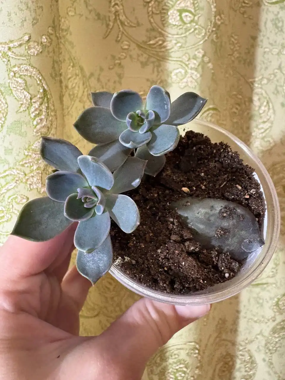 Эхиверия Маррун в Оренбурге