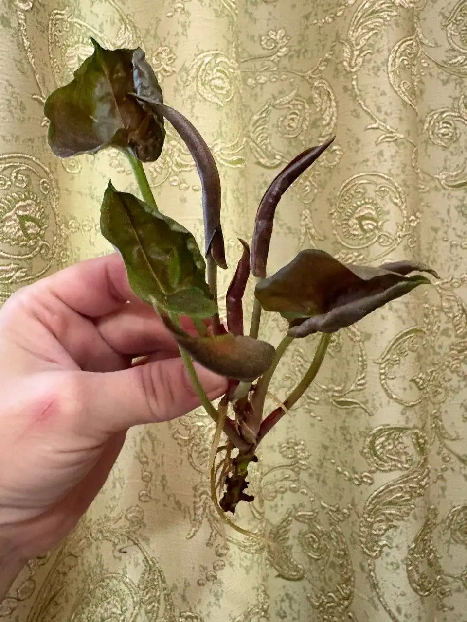 Сингониум Клубничный Лед