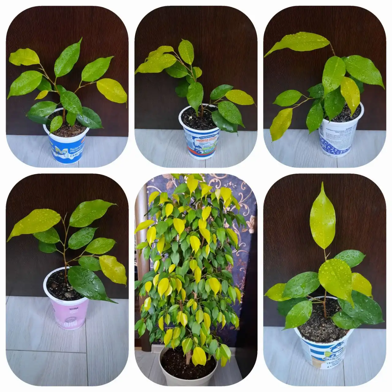 Фикус неон комнатное растение