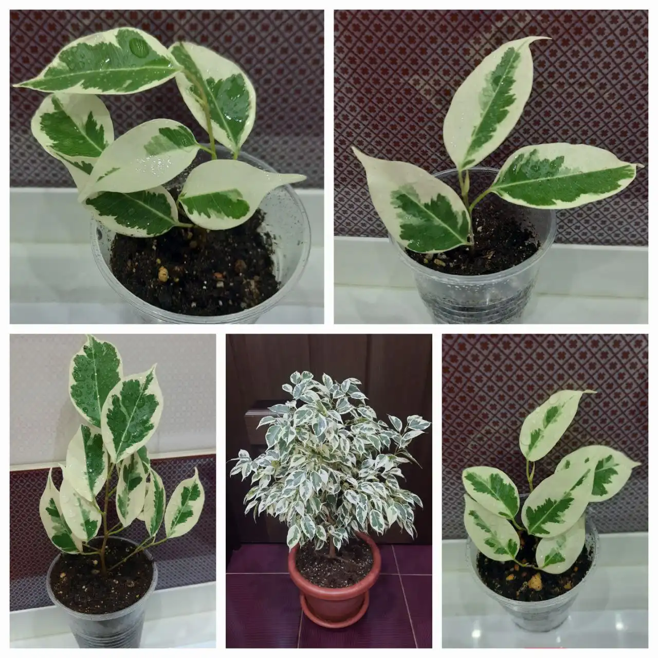 Фикус твилайт