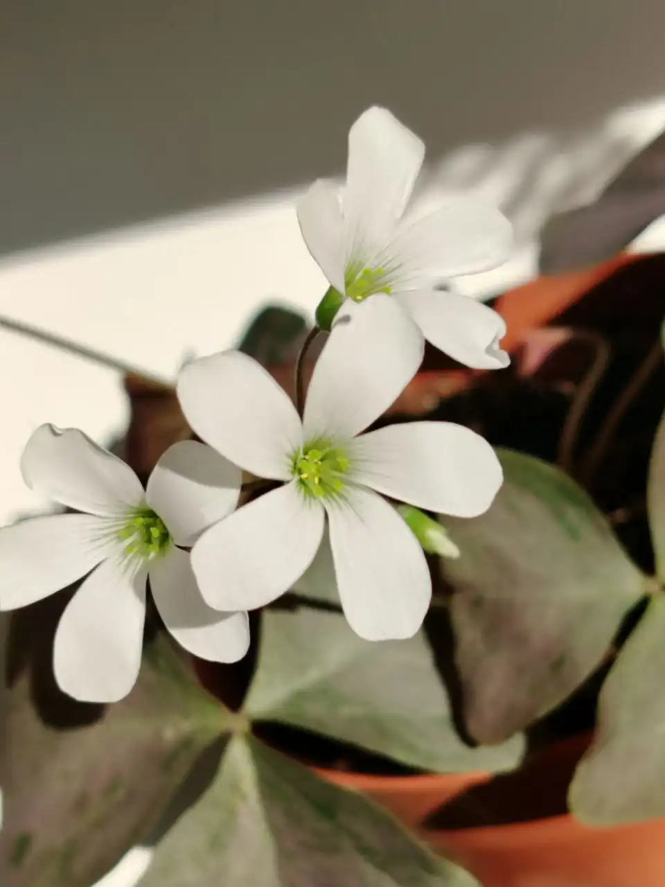 Комнатные растения Акварель Листья красивущие - Комнатные растения (Хобби и отдых) в Оренбург