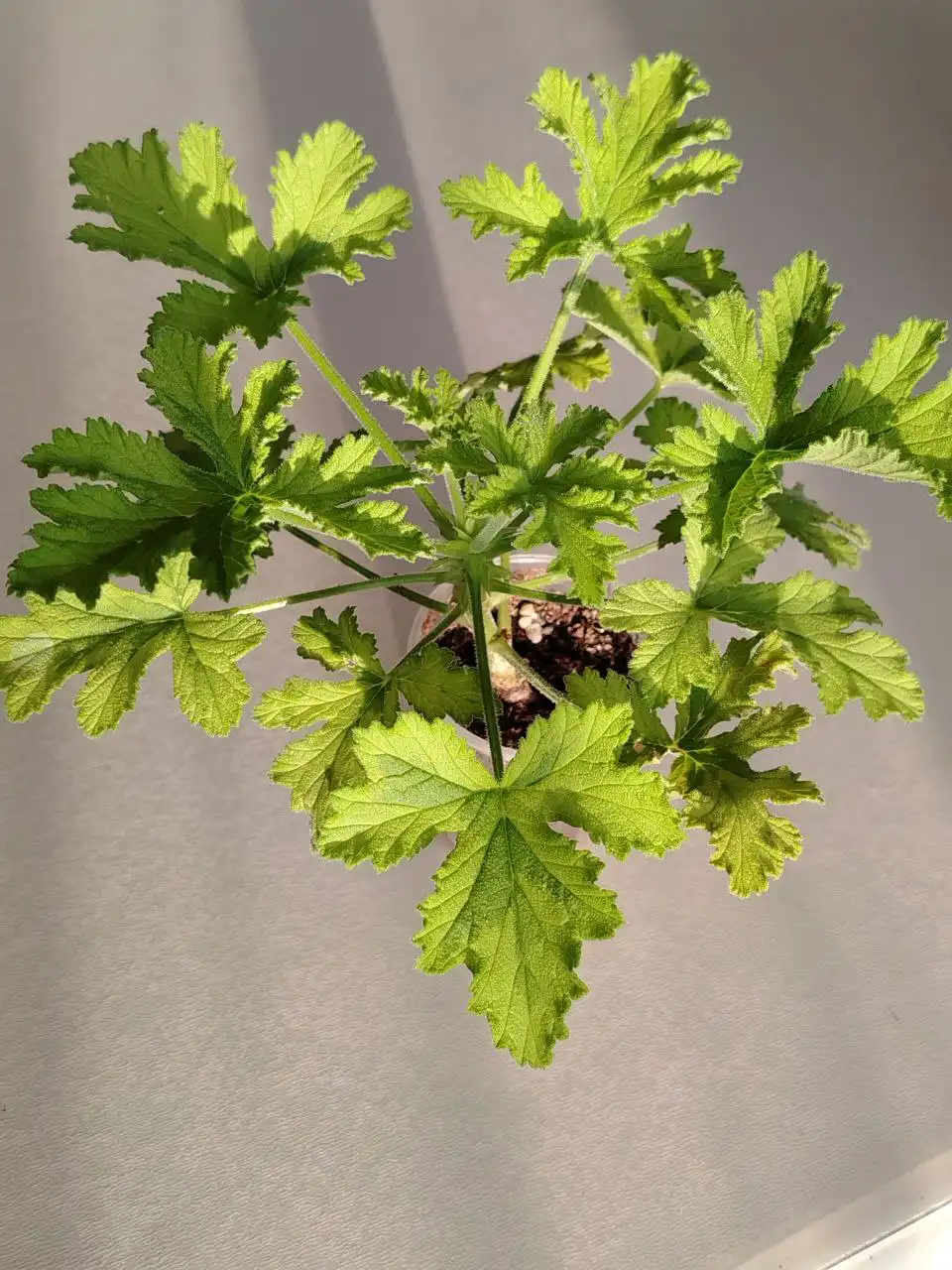 Душистая пеларгония Charity